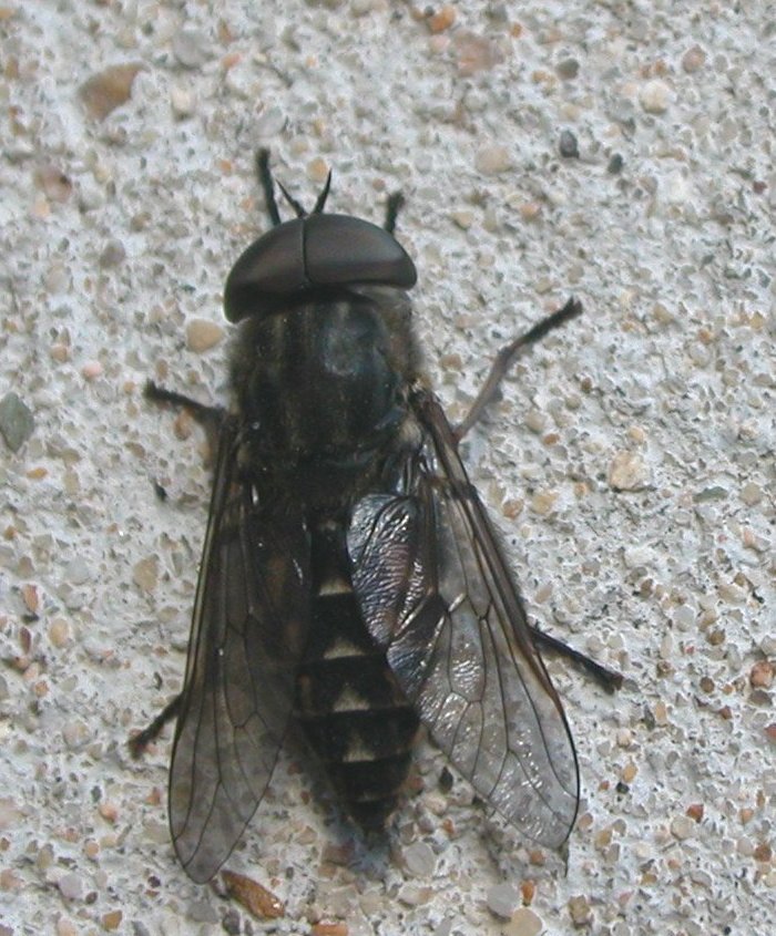 Tafano maschio